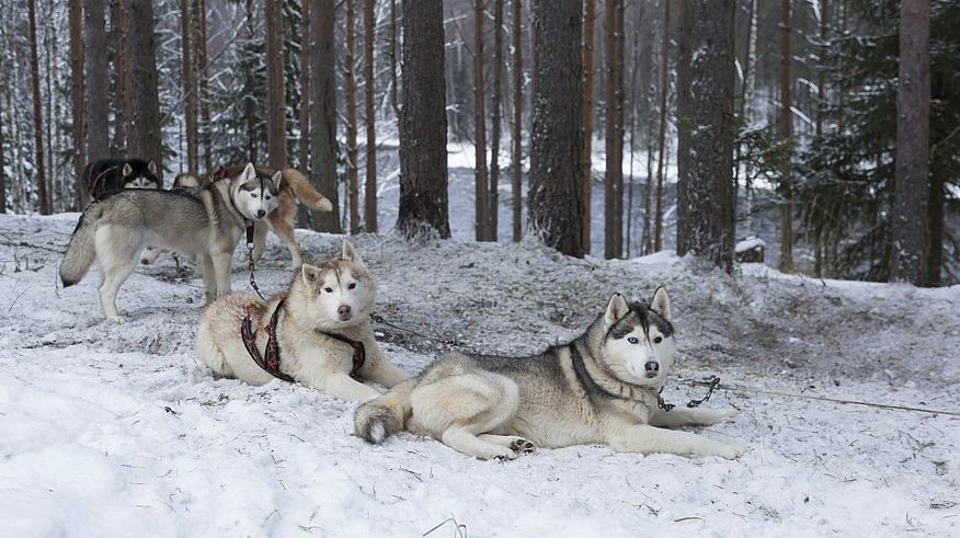 Вісім кошлатих сил: новорічний тест-драйв собачої упряжки